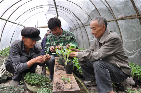 瓜农忙着把西瓜嫁接到葫芦苗上